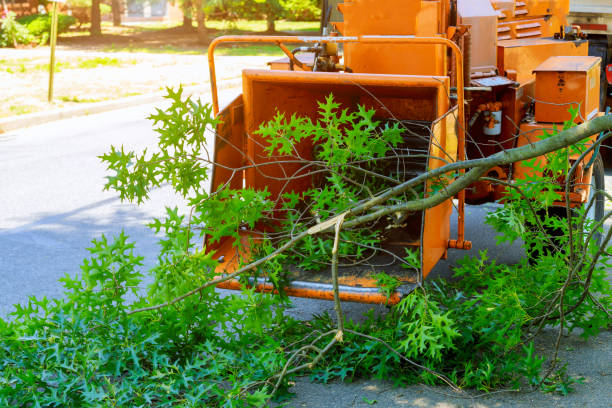 Best Tree Trimming Near Me  in USA